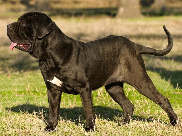 Neapolitan Mastiff thumbnail